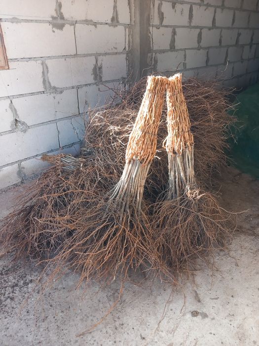 Vindem butasi vita de vie altoita