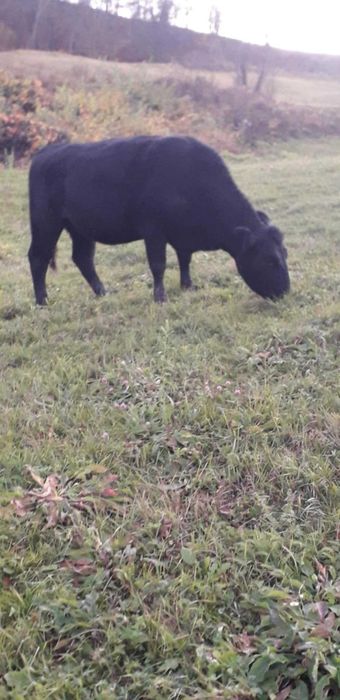 Vaca angus cu certificat de origine si o vitea.
