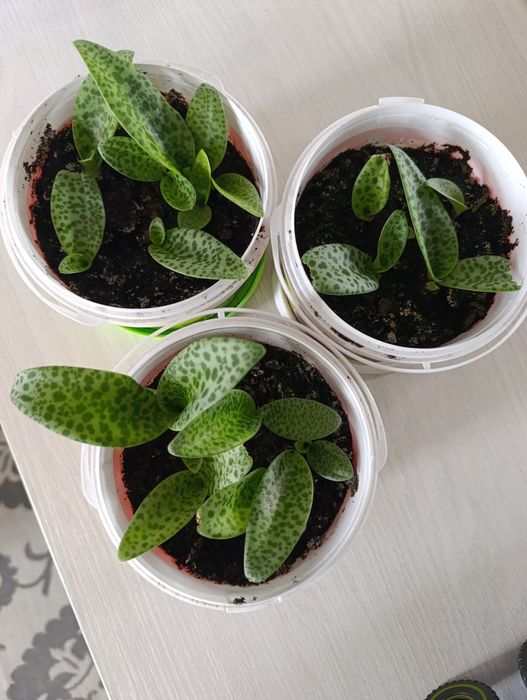 Ледебурия дримиопсис реснова комнатные растения