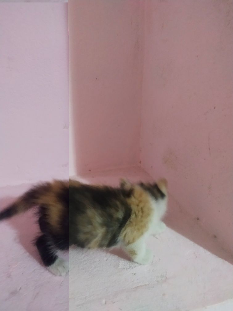 Котенок даром Ташкент