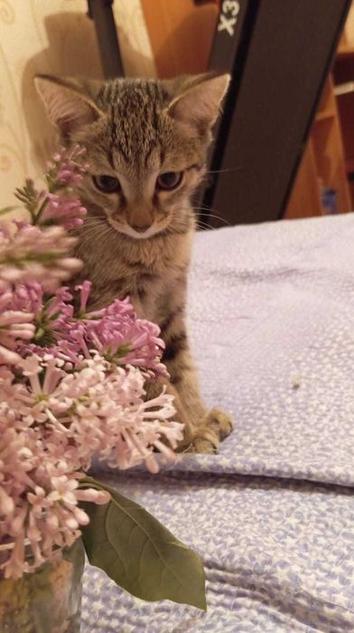 Кошка бесплатная