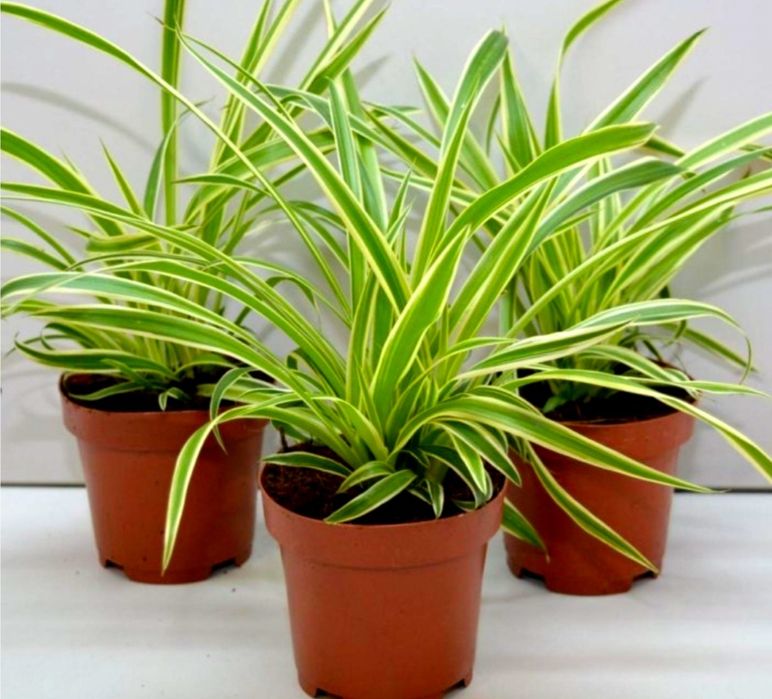 Комнатные цветы, домашние растения