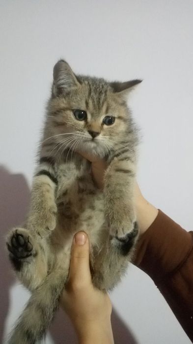 SHinshila tigrovni kozi kok zotli Mushuklar 3 ta qizbola 1 ta ogil bol