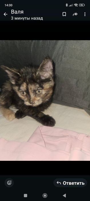 Отдам в добрые руки котенка, девочка, 1.5 месяцев