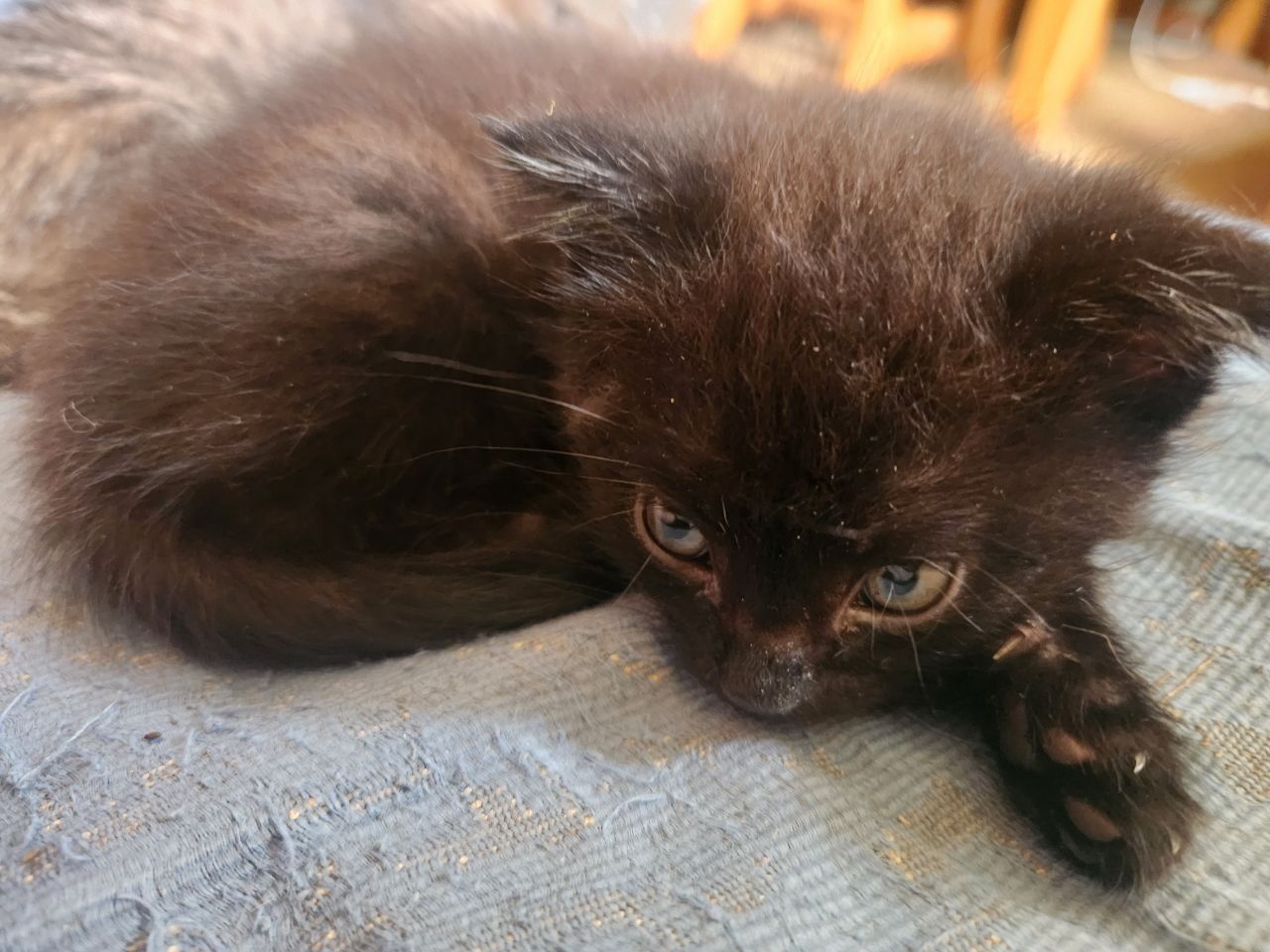Отдам котят в добрые руки!