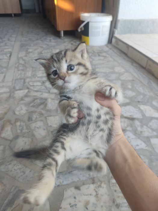 Mushu bollari yaxshi boqadiganlaga beriladi 2ta bor