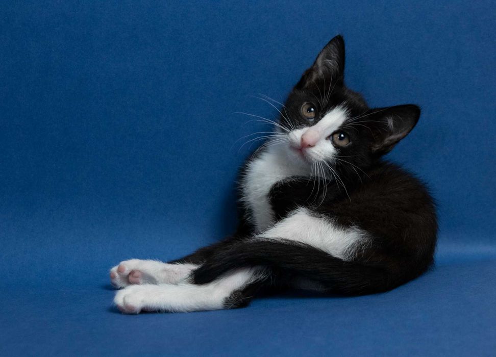 Котета на 3 месеца търсят дом