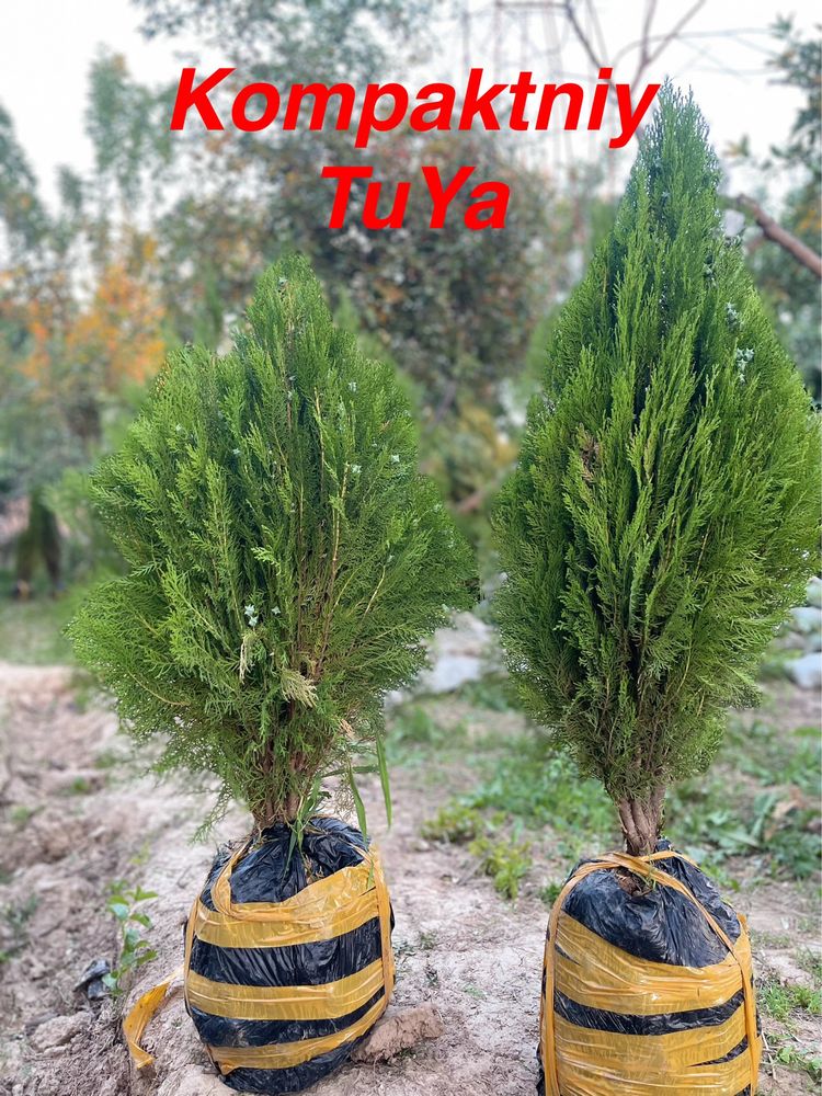 Archa va Manzarali daraxtlar dexqondan
