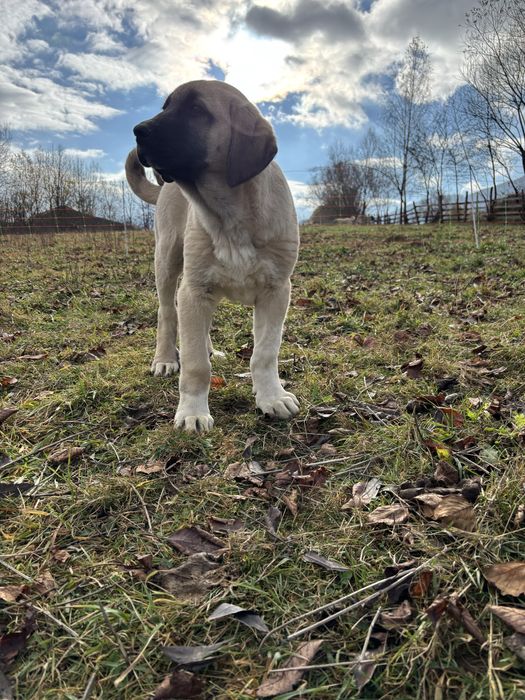 Kangal Malakli Pedigree FCI