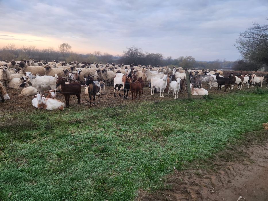 Vând turma de capre sau schimb cu diverse animale