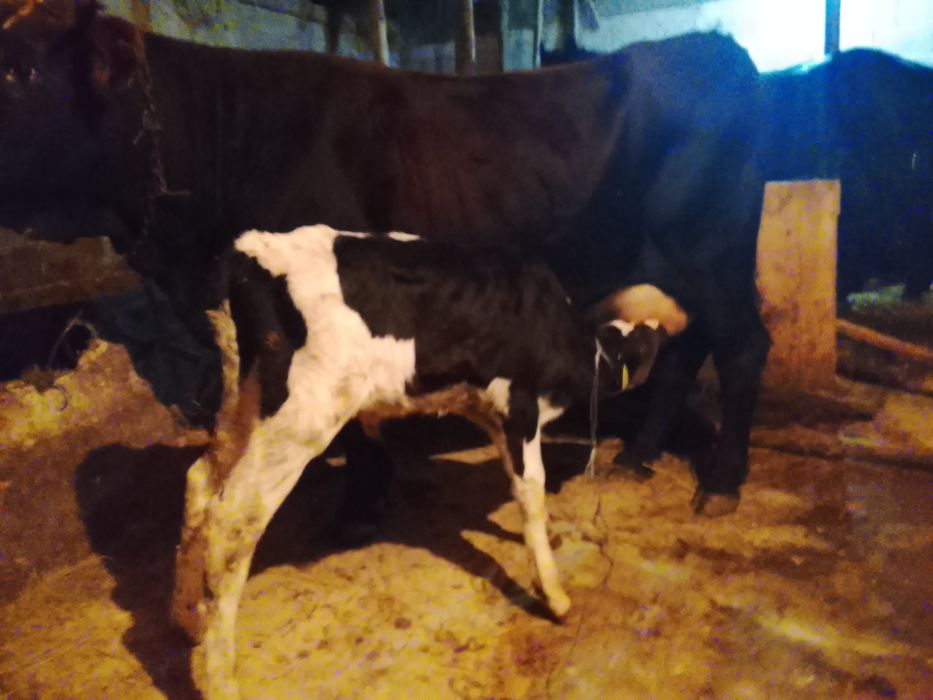 Vnd vaca cu vițel fătată de 6 săptămână al 4 vițel și are lapte 14 15