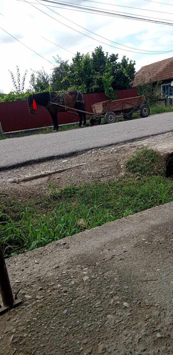 Vând armăsar de 8 ani acte in regula