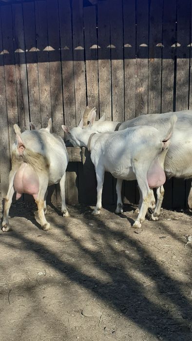 Vind capre anglo nubiane și țap anglo nubieni