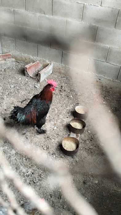 Продавам петли...