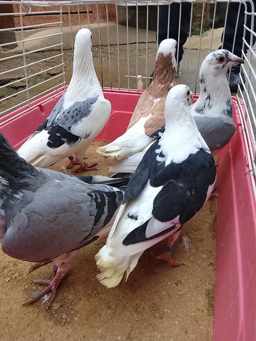 Vând porumbei voiajori baltati