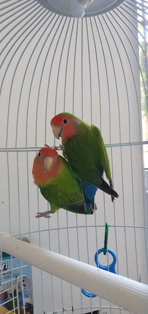 Papagali Agapornis, colivie inclusă