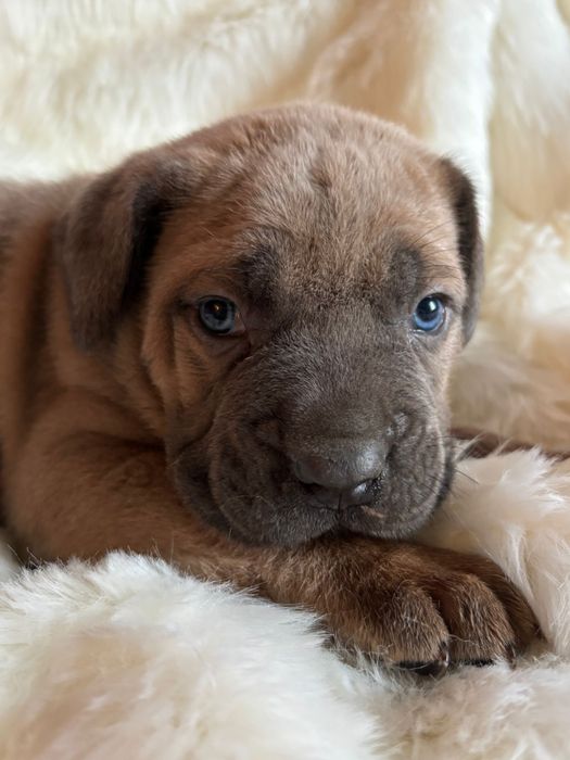 Catei cane corso formentino