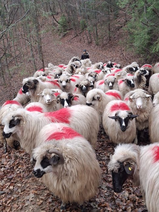 Oi selectate talie mare