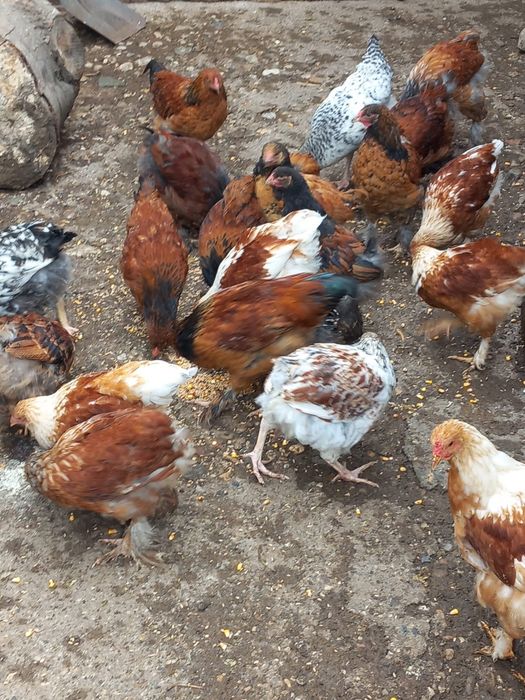 Pui de casa de vanzare