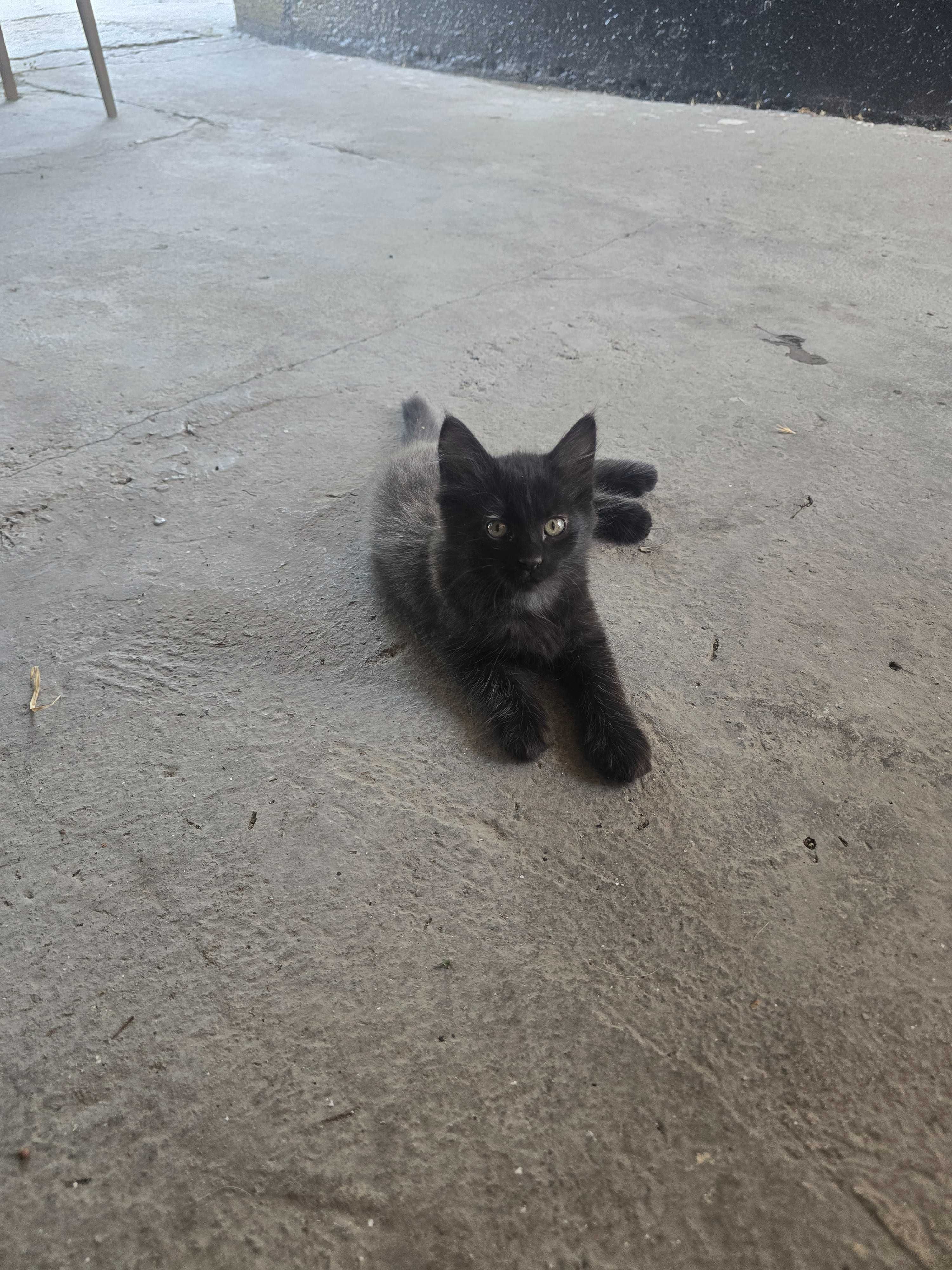 Красавец котик в добрые руки