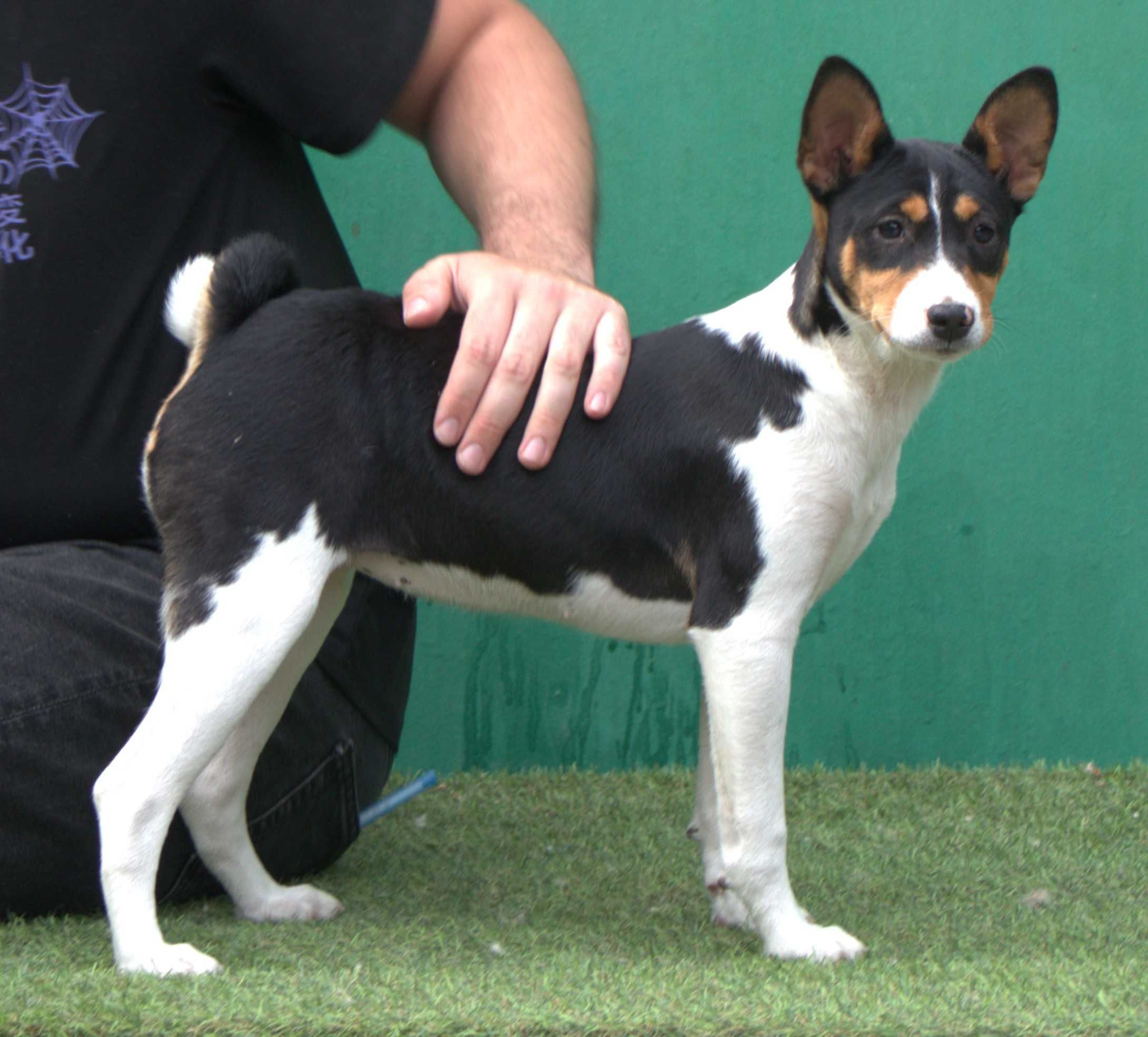 disponibili catel Basenji,cu pedigree FCI