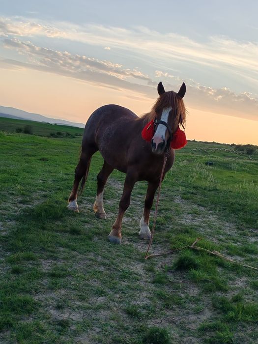 Vând iapă 6 ani pt mai multe detalii la nr de telefon