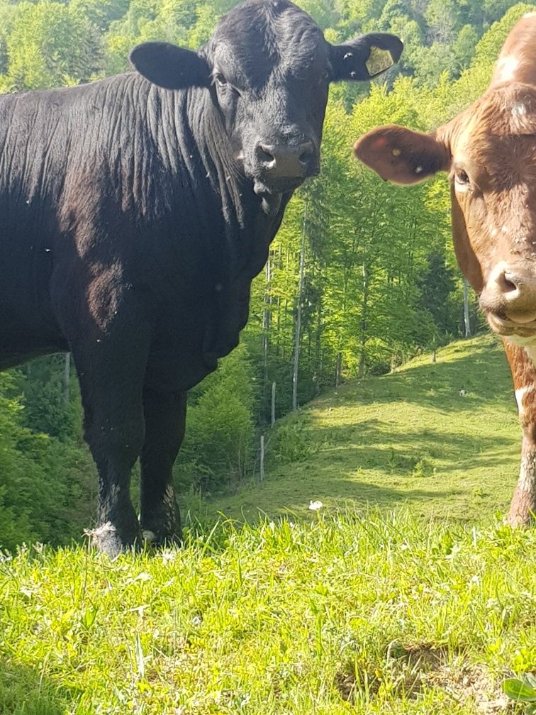 Tăuraș și Junincă gestantă