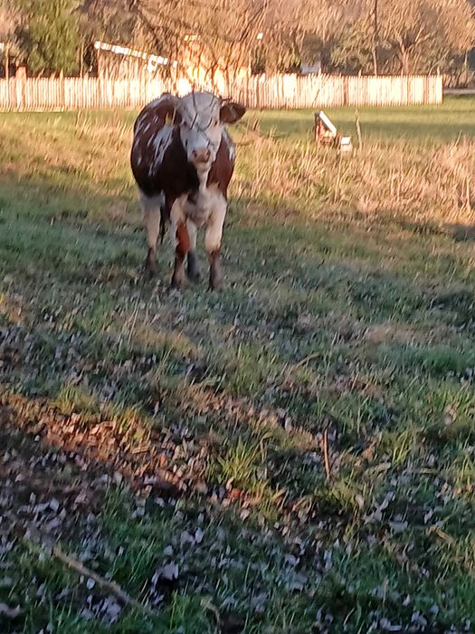 Juninca de vanzare din vaca buna de lapte
