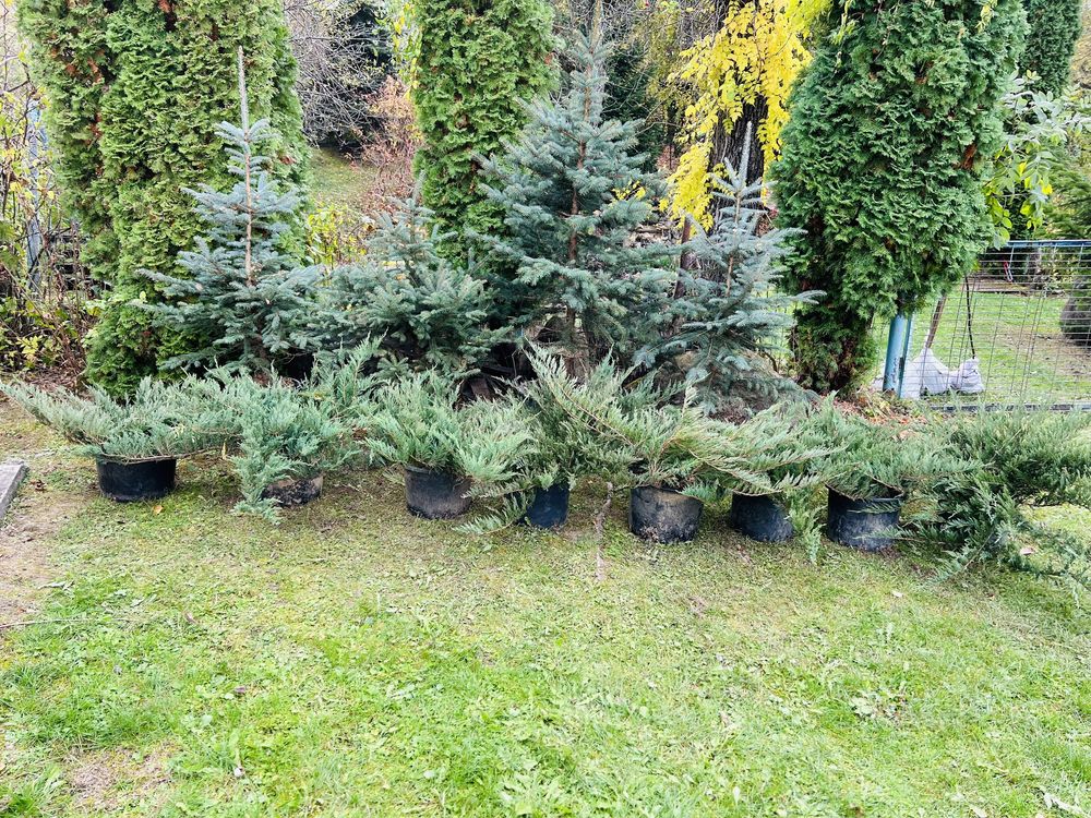 Plante ornamentale din pepiniera romaneasca