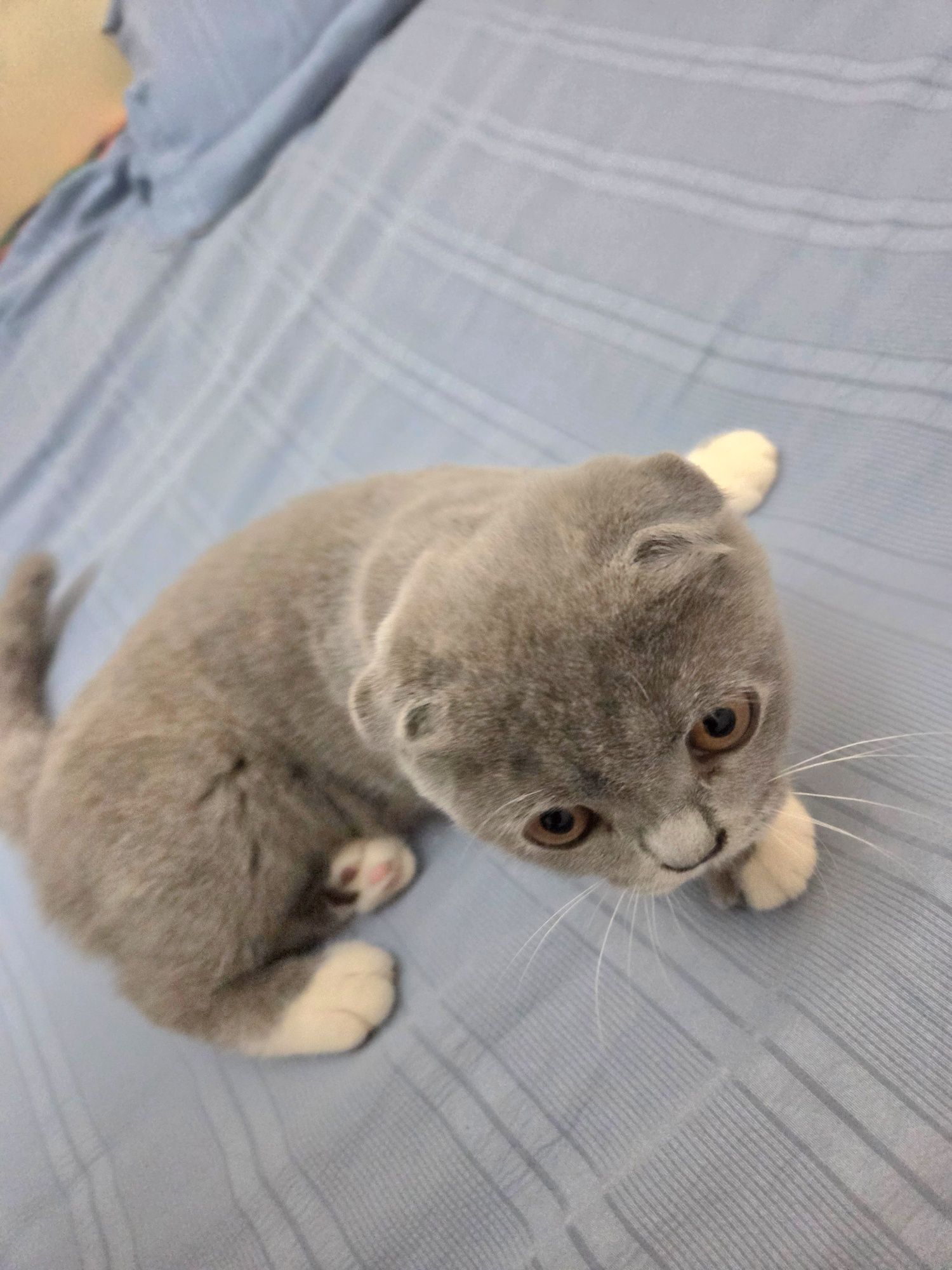 Вислаухи кот девочка