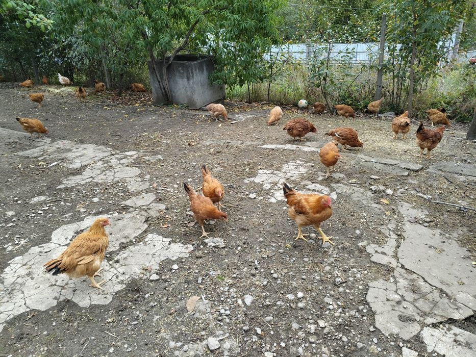 Vand gaini rasa mixta