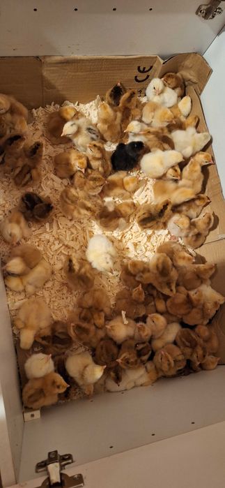 Pui de vanzare  7 lei