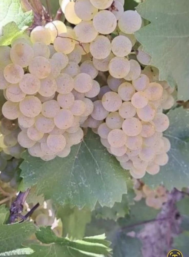 Struguri de vin.