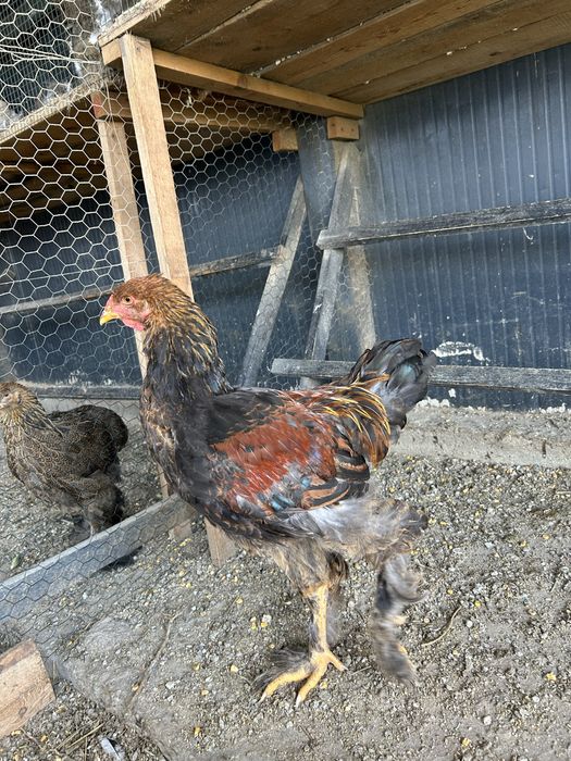 Cocosi brahma potarnichiu