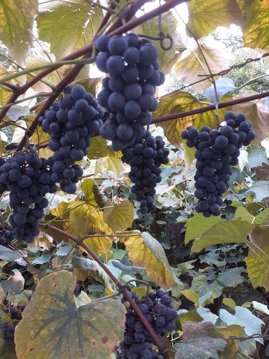 Vând struguri pentru vin mai multe detalii la telefon