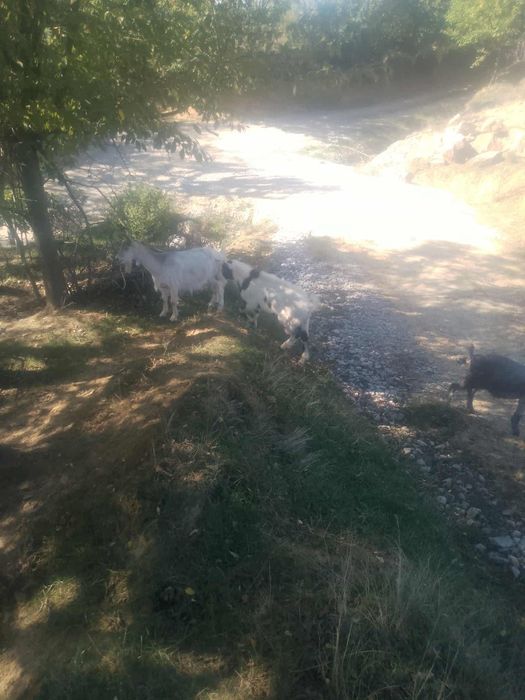 Vând 3 capre și 2 țapi