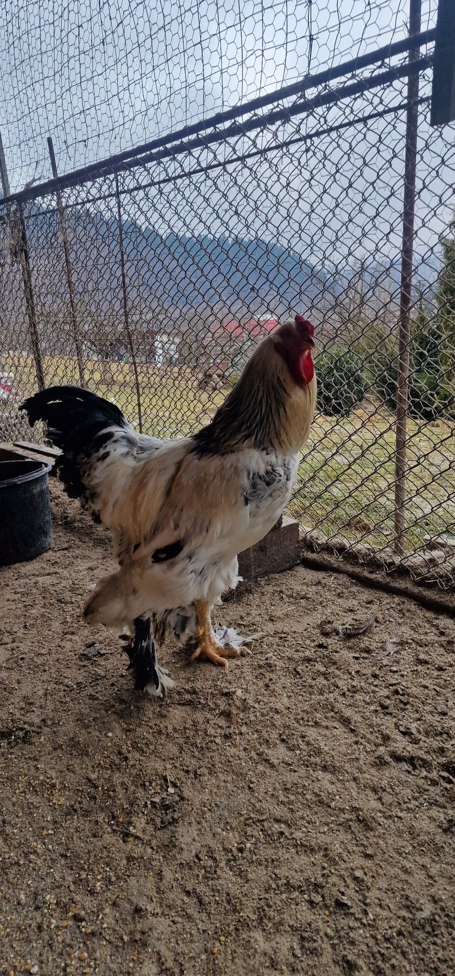 Ouă  Incubat Brahma