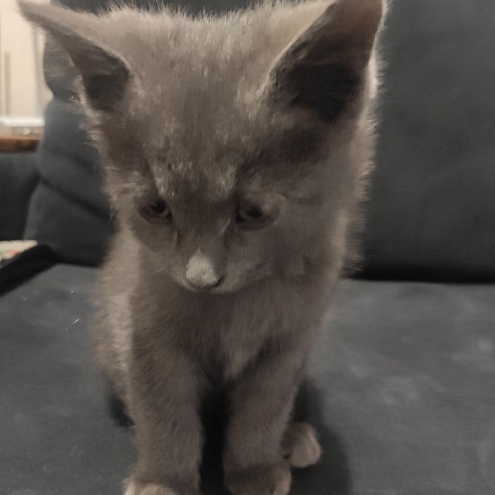 Котёнок британский