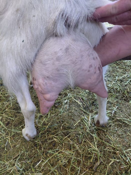 Vând capre tinere si foarte bune de lapte