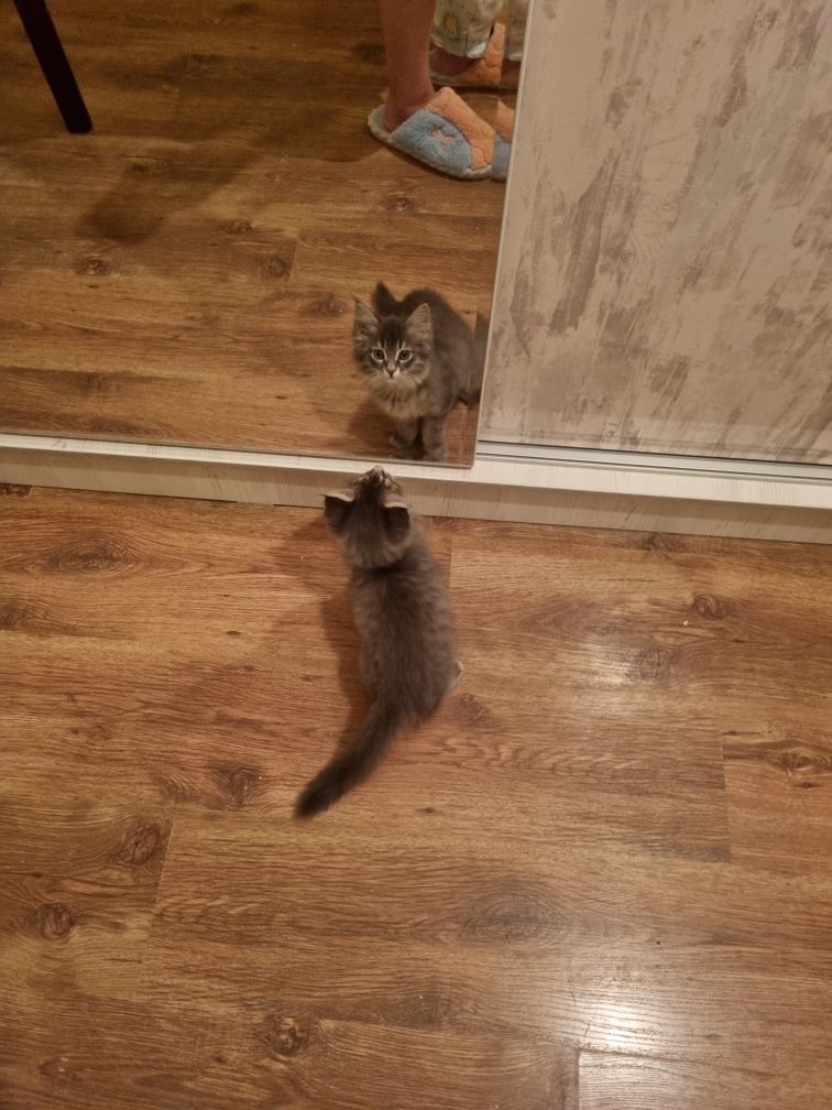 Отдадим котенка в самые добрые руки