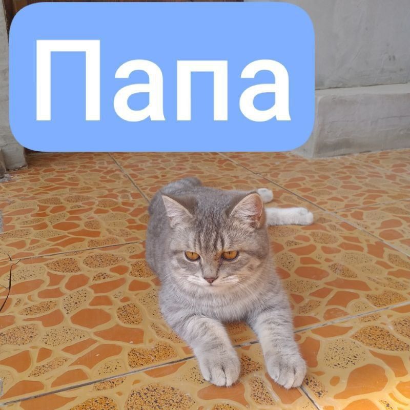 Срочно продаëтся шотландский котята.