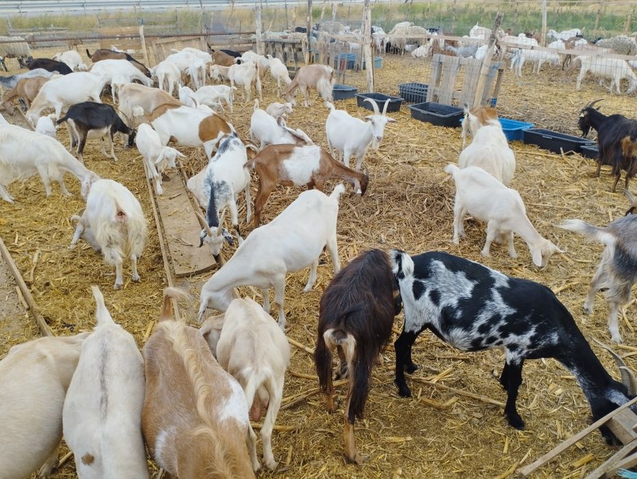 Lichidare microfermă de capre