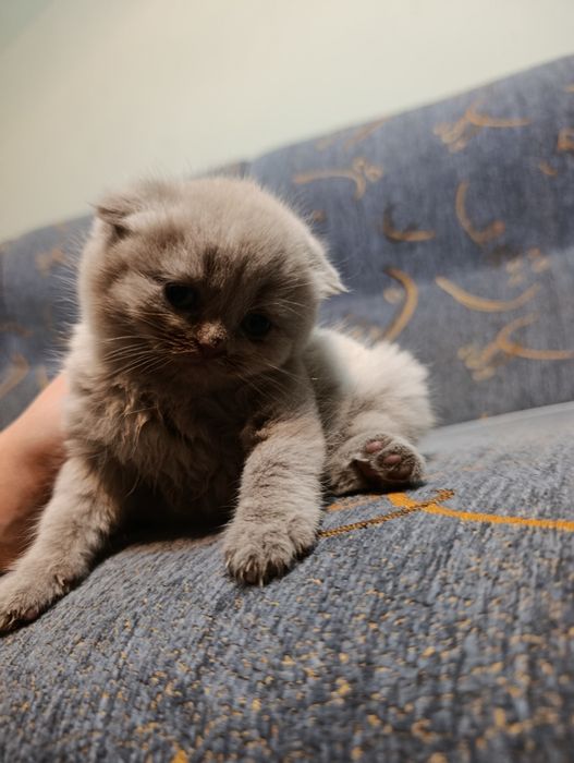 Продаются котята