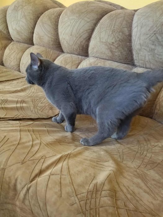 Британски късокосмести