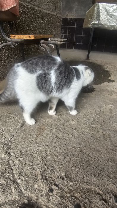 Скотиш фолд самец
