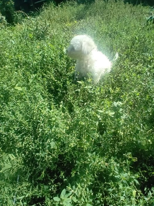 Cadou Bichon maltese