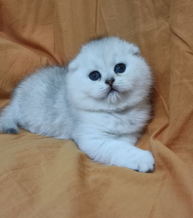 Продаётся чистокровная-элитная девочка  скоттиш-фолд