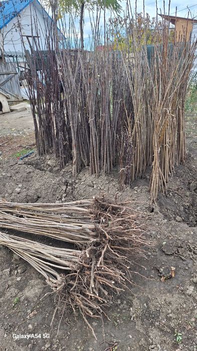 Vând pomi fructiferi altoiți