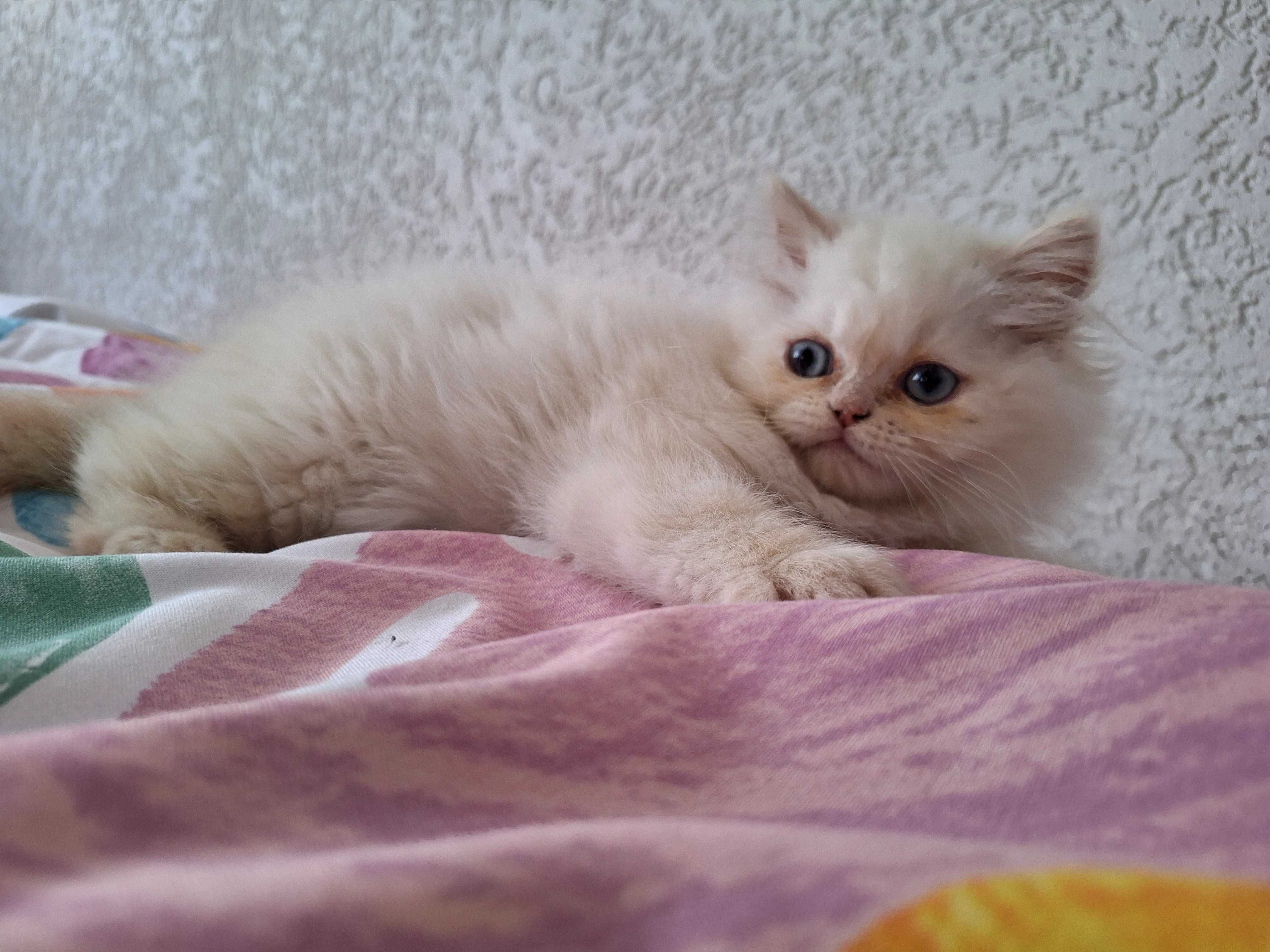 Бяло синеоко персииче
