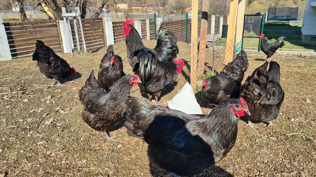 Oua Australorp negru